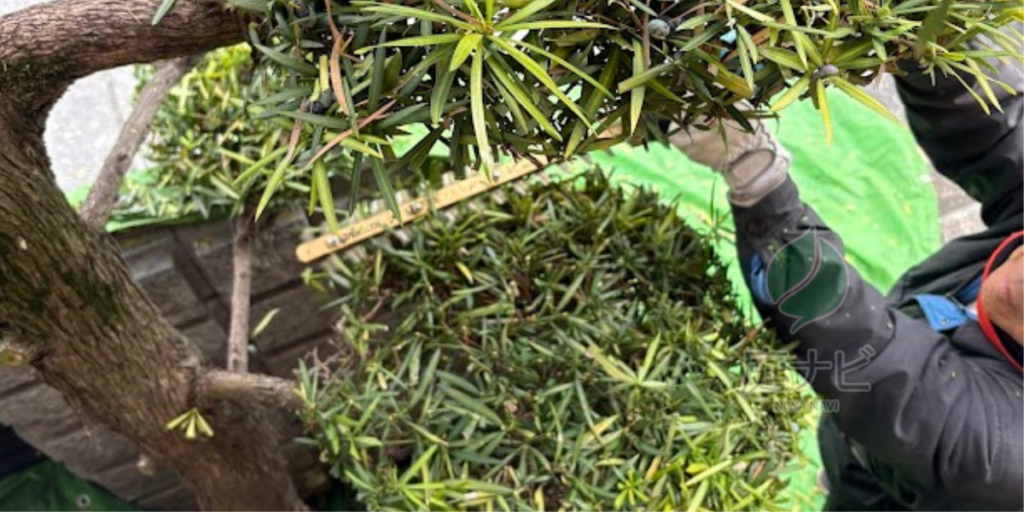 柏原市で庭木の剪定・伐採・草刈りなら「庭ナビ」｜安堂・河内国分・堅下など全域対応