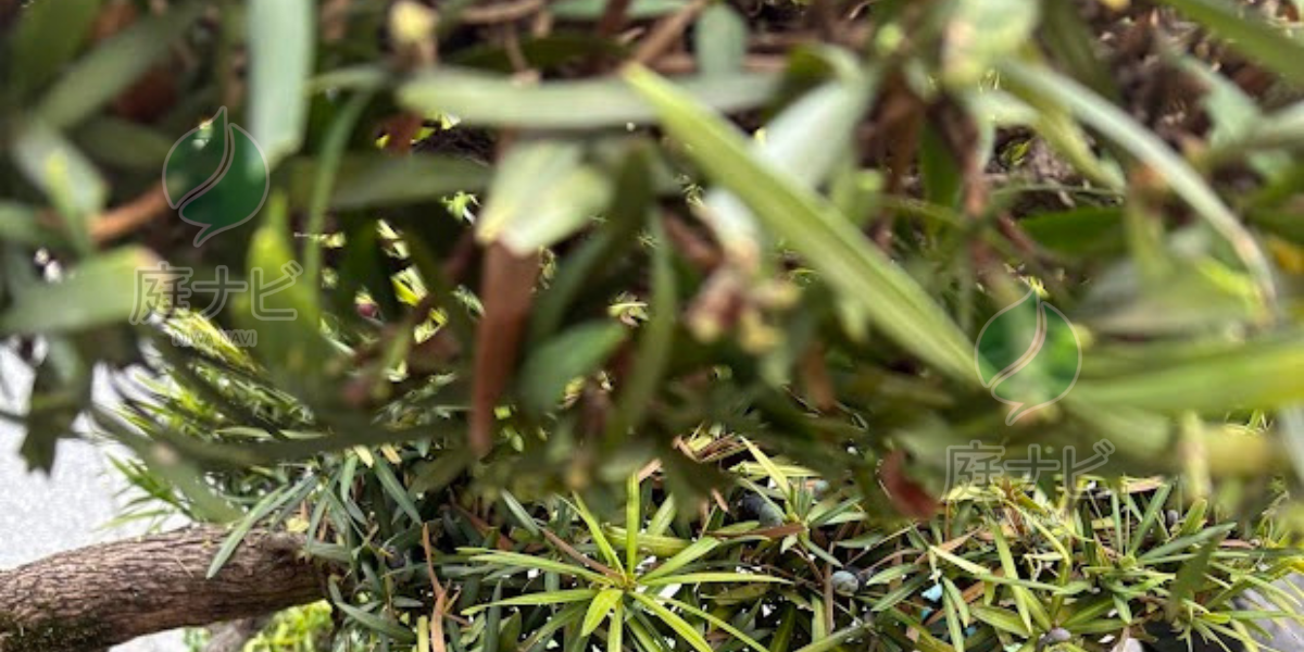 摂津市で庭木の剪定・伐採・草刈りなら庭ナビへ。