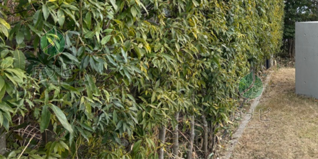 堺市北区で庭木の剪定・伐採・草刈りなら庭ナビへ。