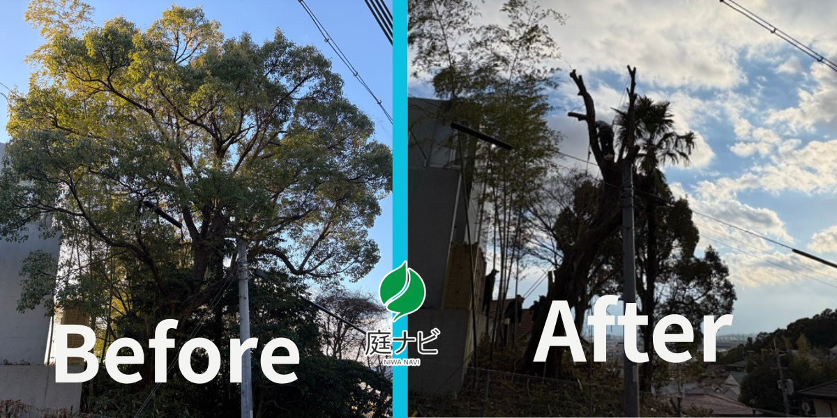 電線付近で木の伐採が困難な状況でも空師なら安全に伐採することができる