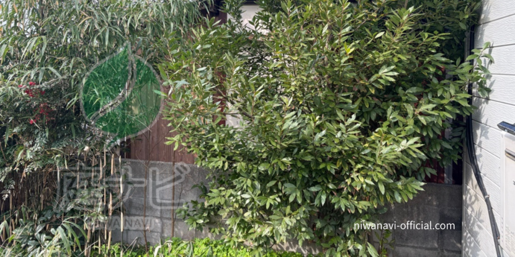 京都府城陽市で剪定や伐採、草刈りで悩んでいるひとにむけたブログのアイキャッチ画像です