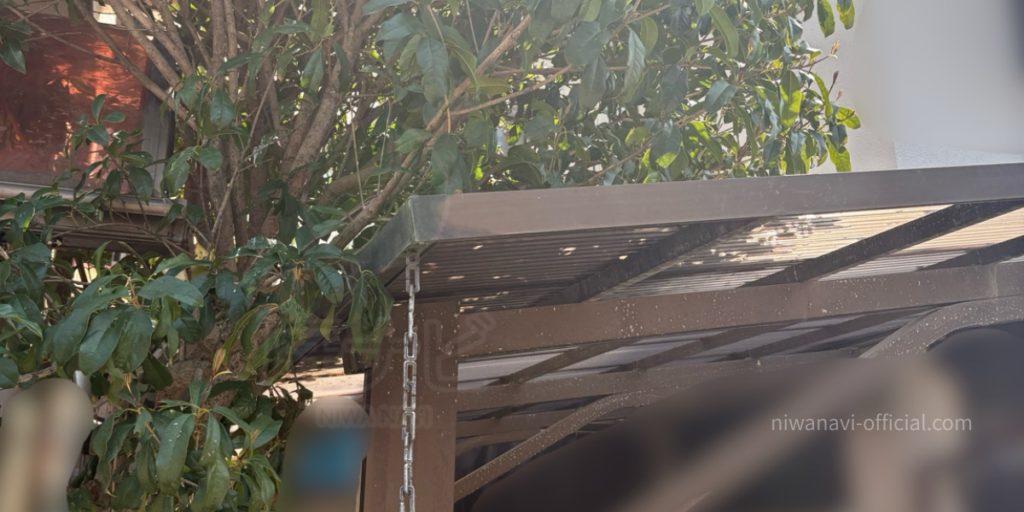 金木犀の伸びた枝木が越境してお隣りの敷地へ入っている写真