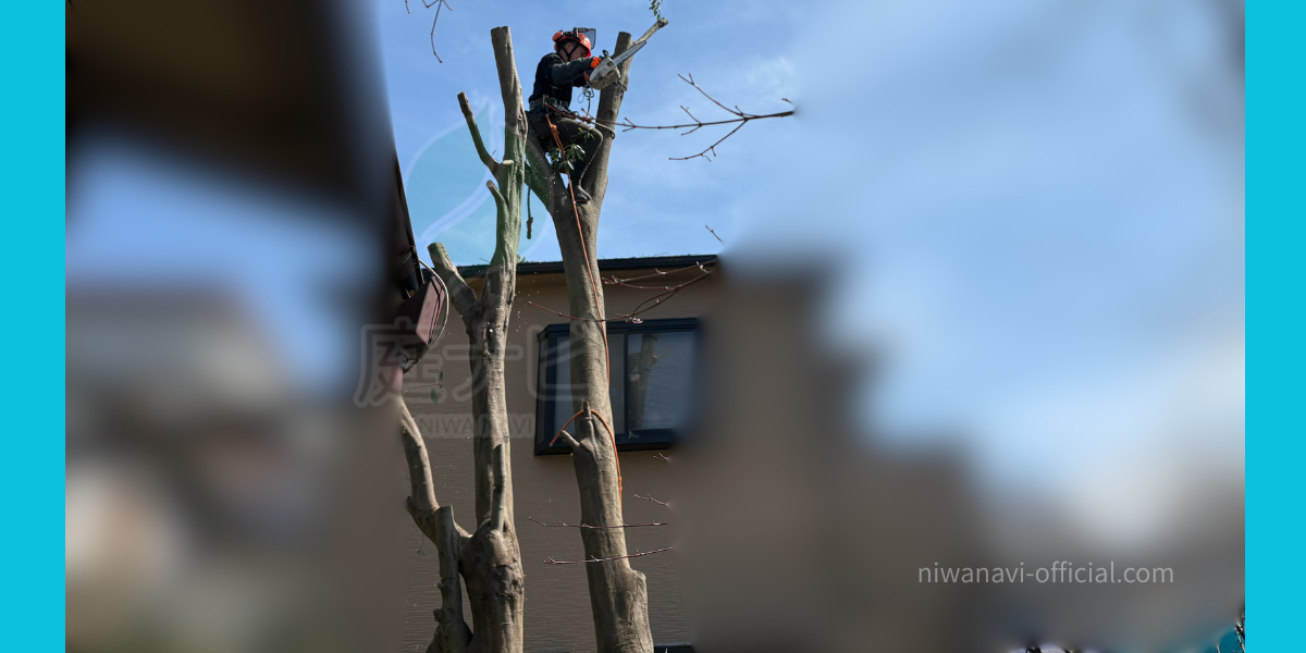 大阪での10m級の樫の高木伐採・特殊伐採の現場写真