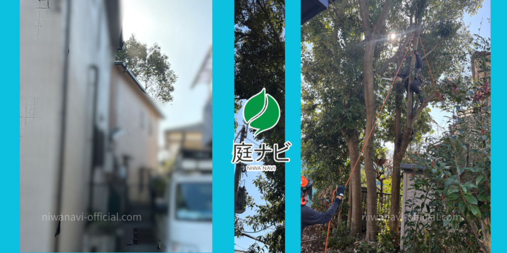 大阪での10m級の樫の高木伐採・特殊伐採の現場写真