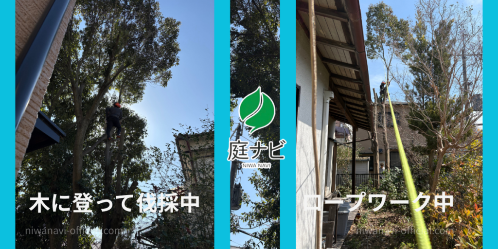 大阪での10m級の樫の高木伐採・特殊伐採の現場写真