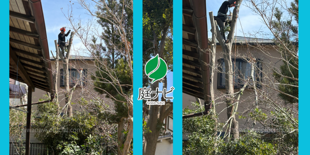 大阪での10m級の樫の高木伐採・特殊伐採の現場写真