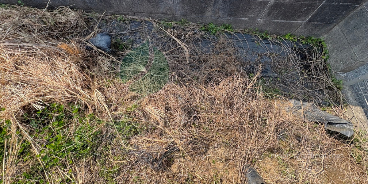 除草シートがボロボロになっている写真