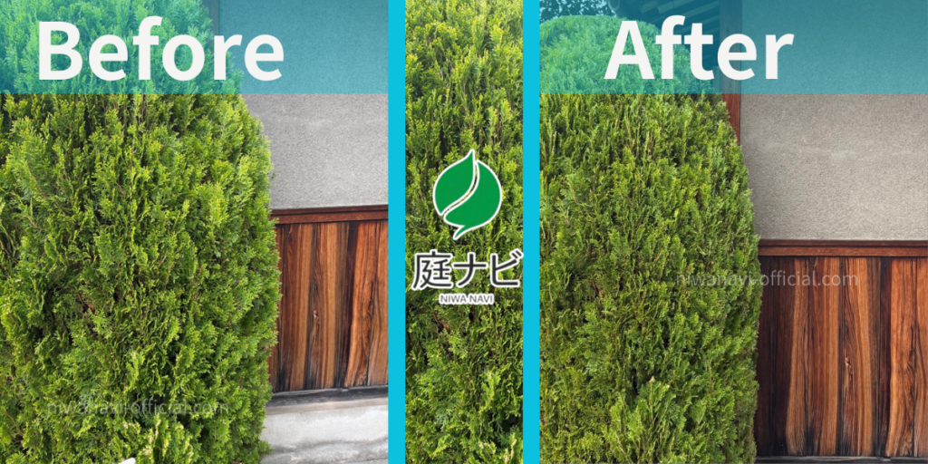 コノテガシワの剪定前と後の写真,ビフォーアフター