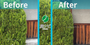 コノテガシワの剪定前と後の写真,ビフォーアフター