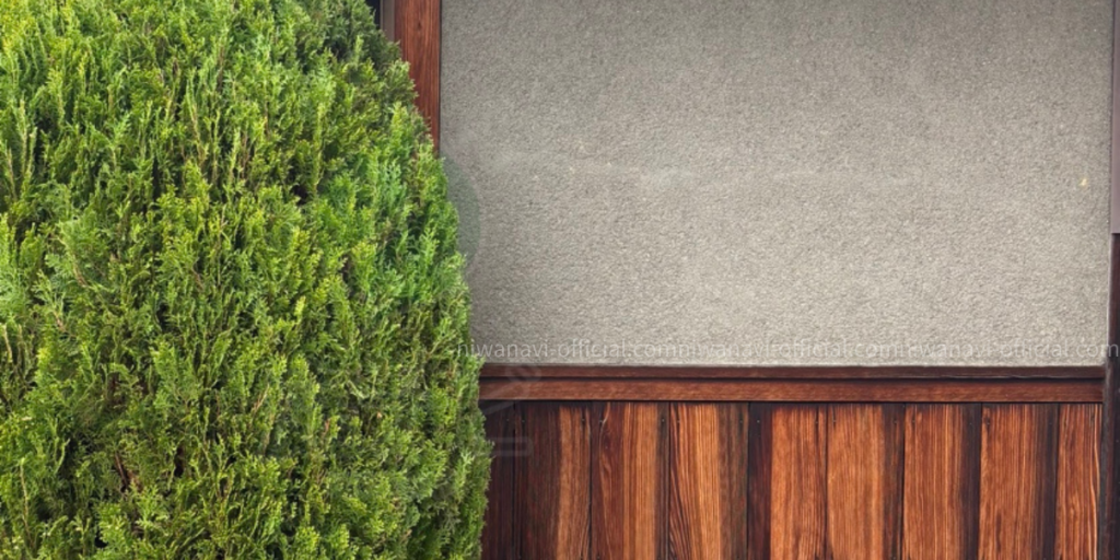 日本家屋の玄関前に植えられたコノテガシワの写真（剪定前）