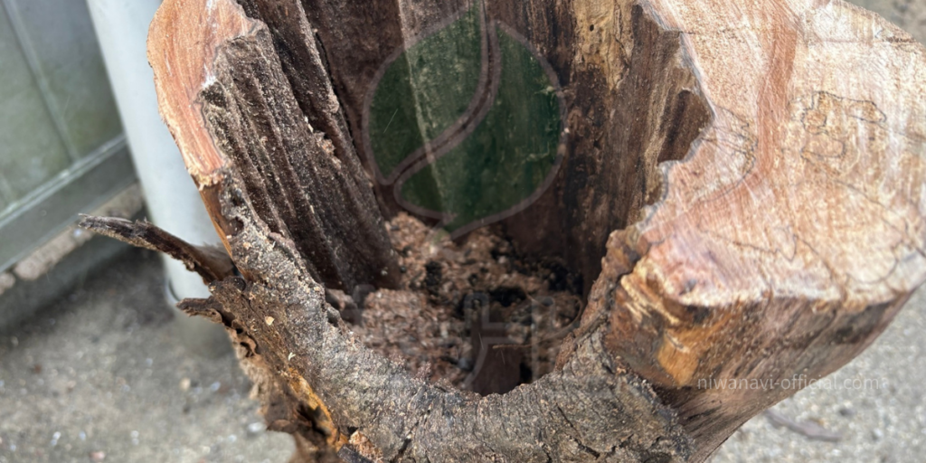 空洞化した幹の中身の写真