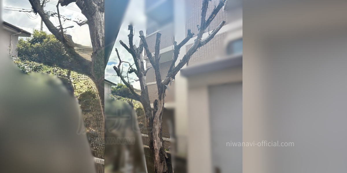 スカスカに空洞化した幹の写真