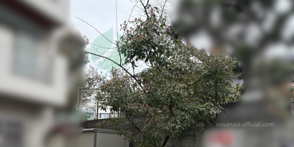 家の前に生えた6~7mの雑木の写真