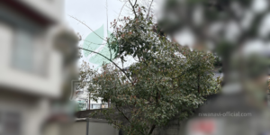 家の前に生えた6~7mの雑木の写真