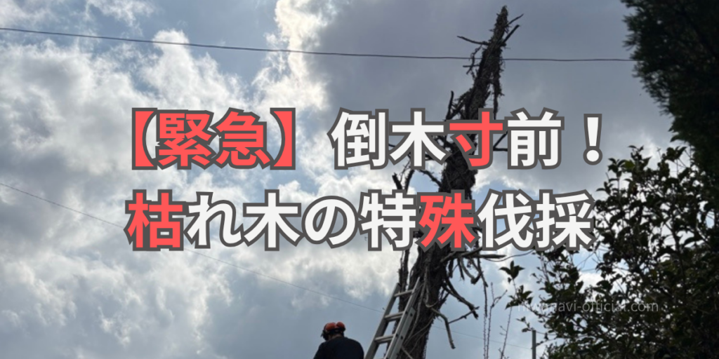 倒木寸前の枯れ木の写真