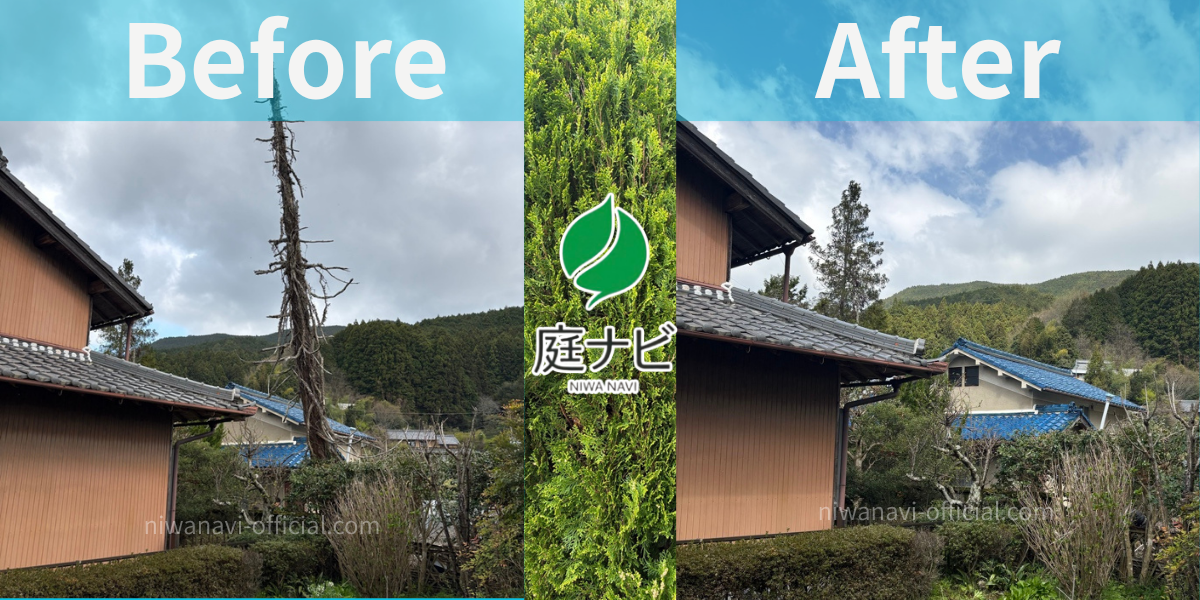 倒木寸前の危険な枯れ木伐採のビフォーアフターの写真