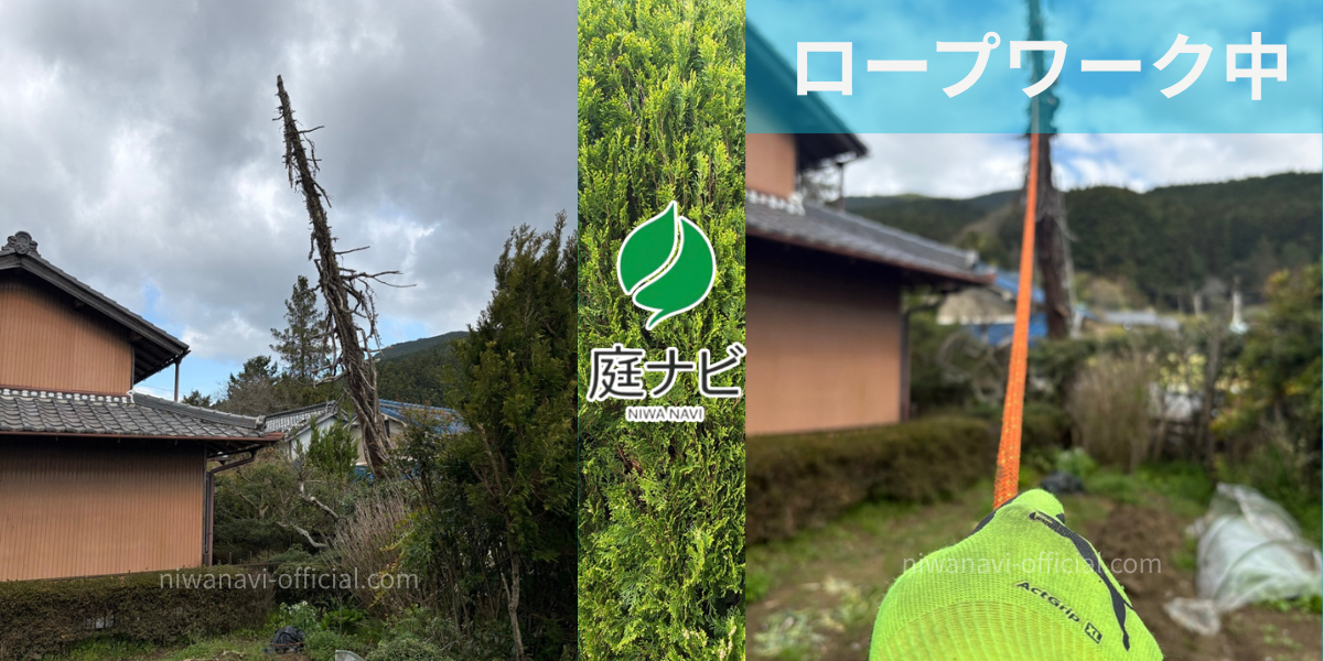 倒木寸前の木をロープワークを活用して伐採している様子