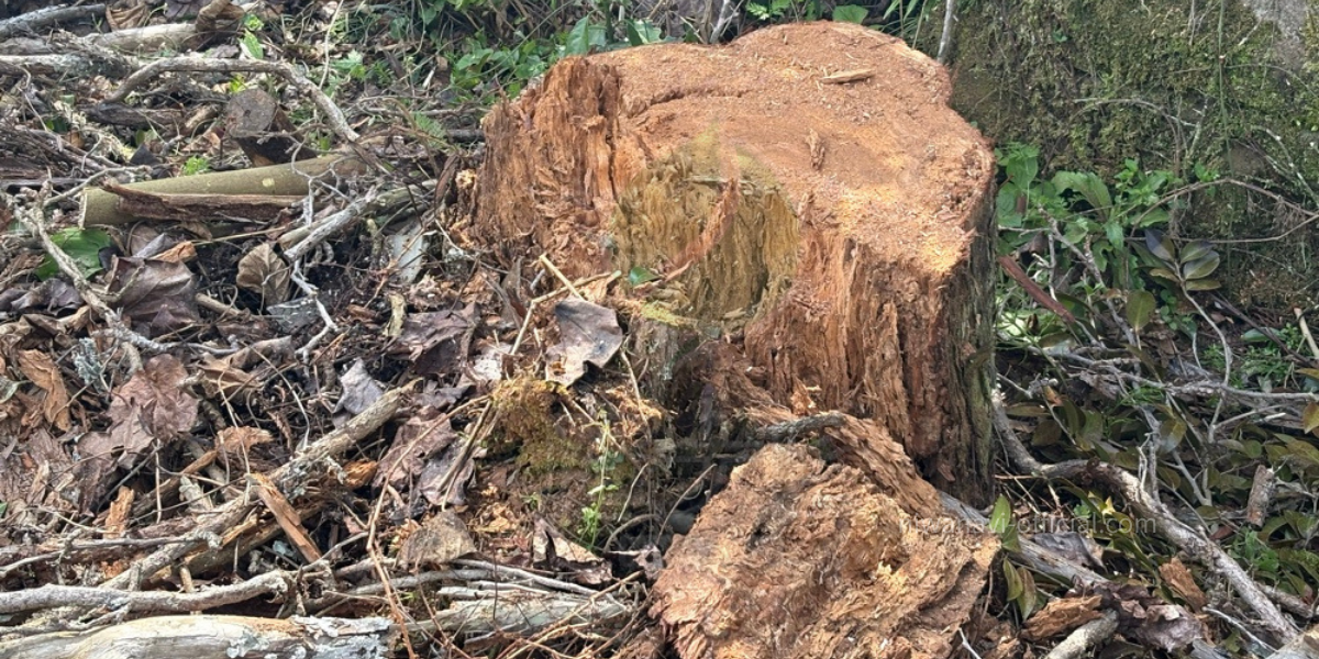 木の中が枯れて朽ちている写真