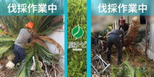 ソテツの伐採作業中の写真