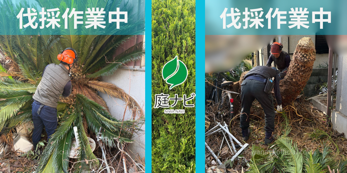 ソテツの伐採作業中の写真