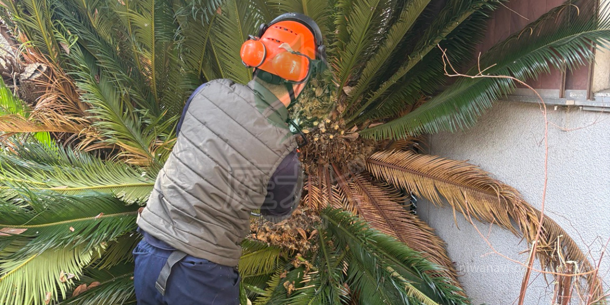 住宅密集地でソテツ伐採をしている写真