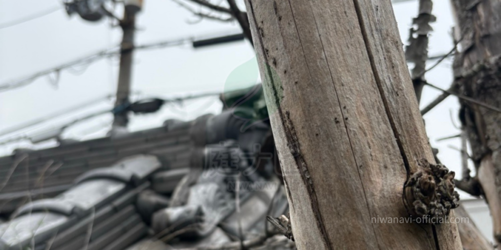 庭にある枯れ木の写真