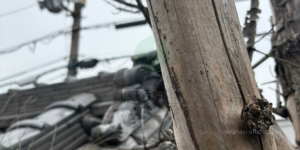 庭にある枯れ木の写真