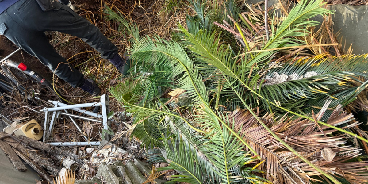 伐採中に取れたソテツの葉っぱ