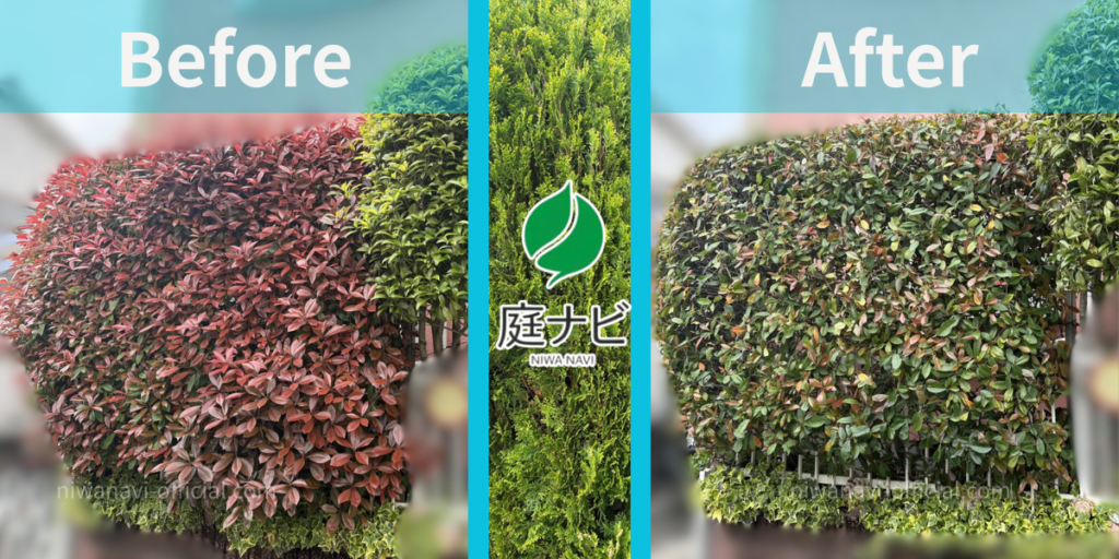 レッドロピンの生垣剪定のビフォーアフターの写真