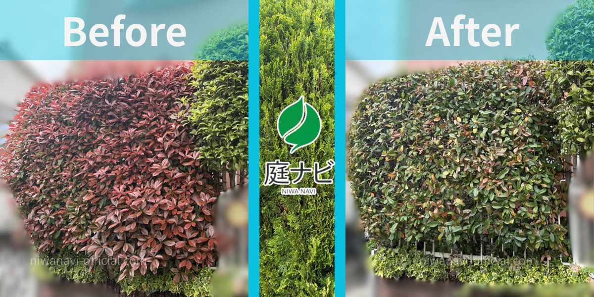 レッドロピンの生垣剪定のビフォーアフターの写真