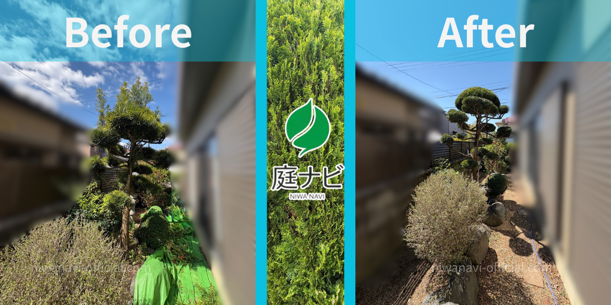 マキの木の剪定でビフォーアフターの写真