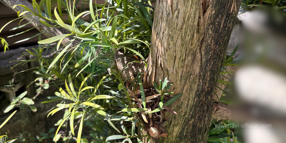 マキの木の剪定で胴吹き枝を処理する写真