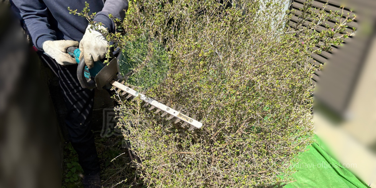 低木をバリカン剪定している様子