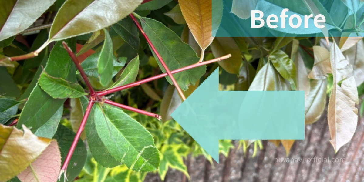 レッドロピンのバリカン剪定後、枝先が棒状に残っている写真