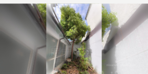 日本の平屋の中庭に生えた8mのクスノキの写真