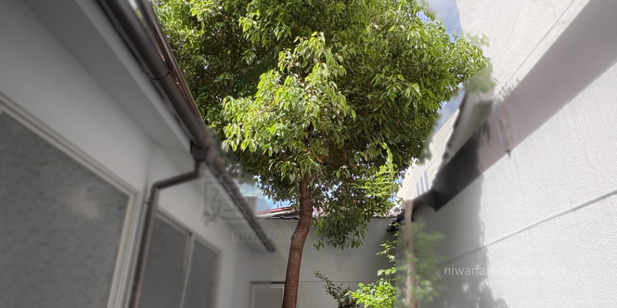 中庭に生えた大きなクスノキ