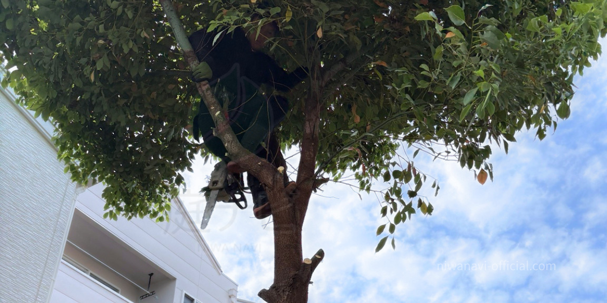 ツリークライミングをし巨木を伐採している様子