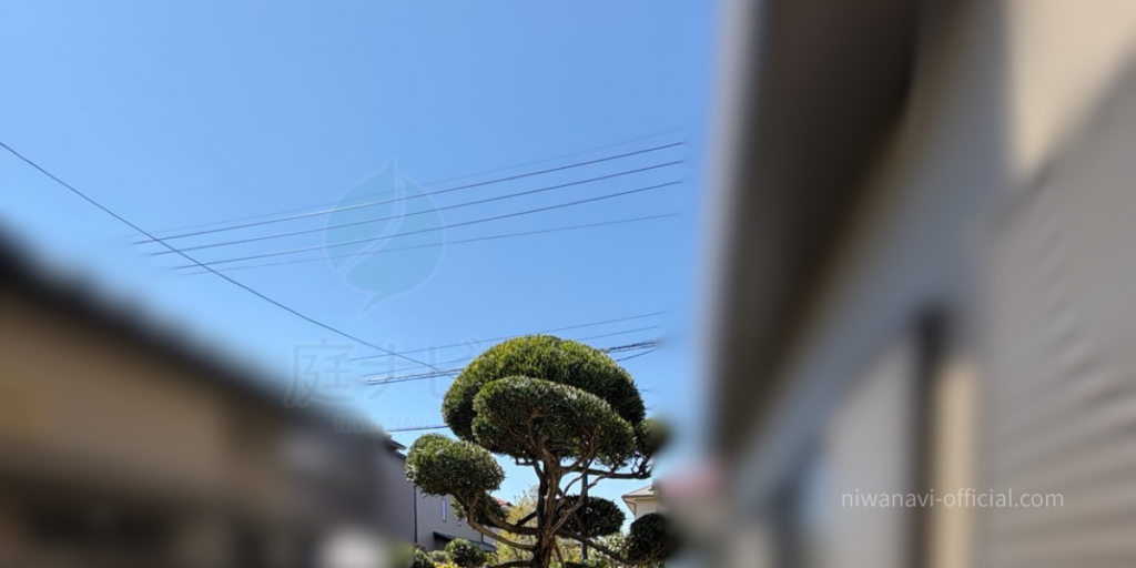 マキの木の剪定後の写真