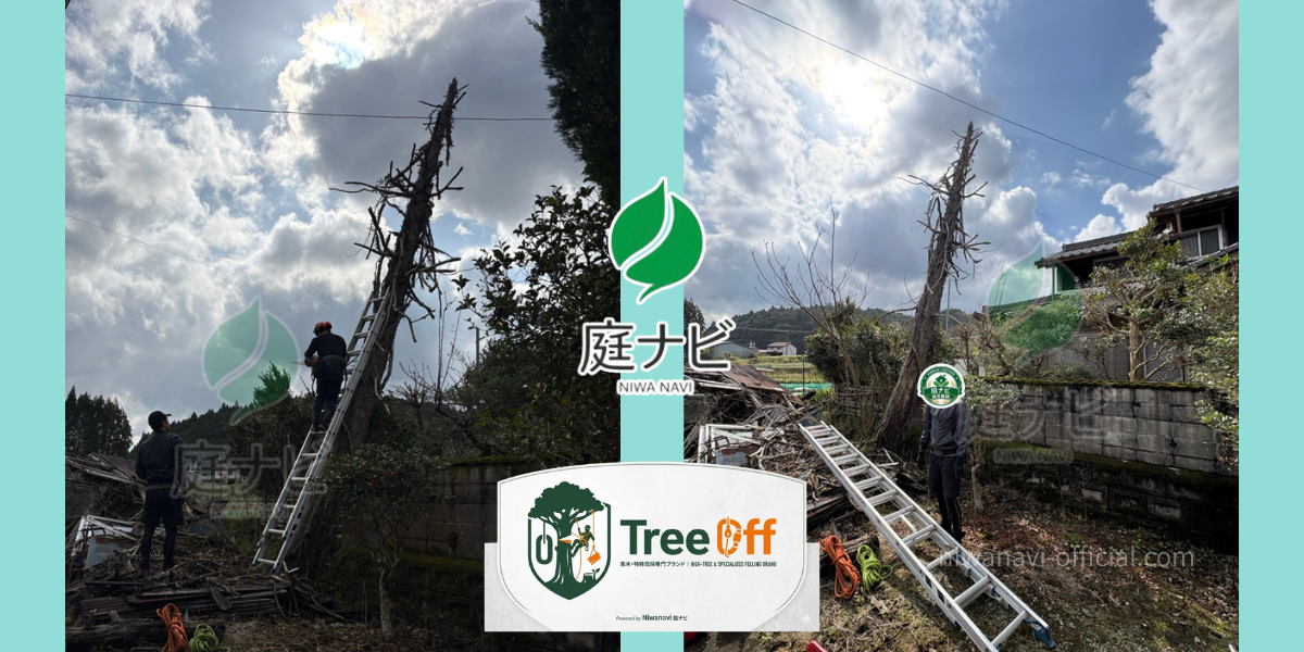 倒木寸前の枯れ木の写真