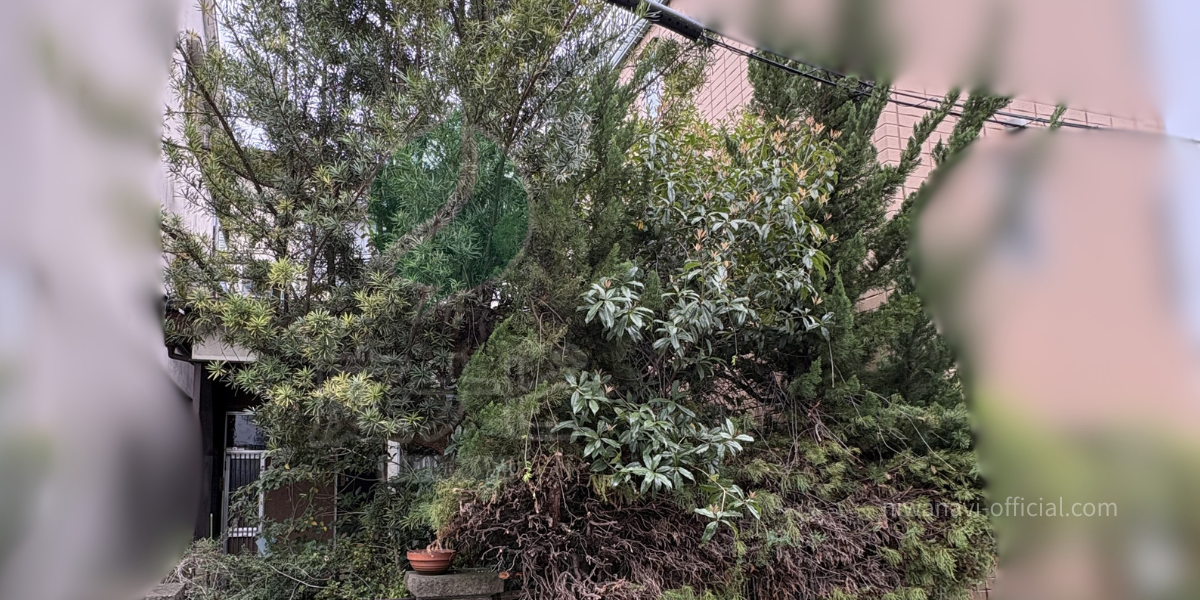 空き家で大きくなった庭木の写真